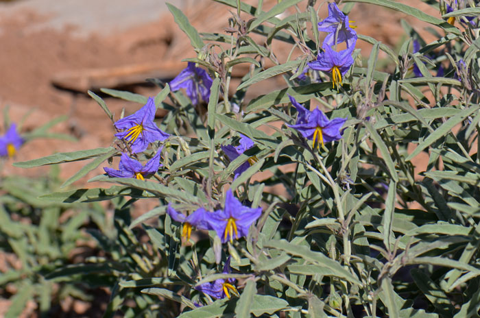 Silverleaf Nightshade is a native perennial that grows to about 3 feet tall. Solanum elaeagnifolium